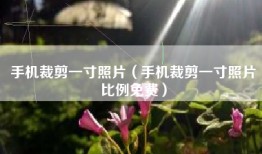 手机裁剪一寸照片（手机裁剪一寸照片比例免费）