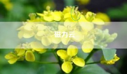 磁力云