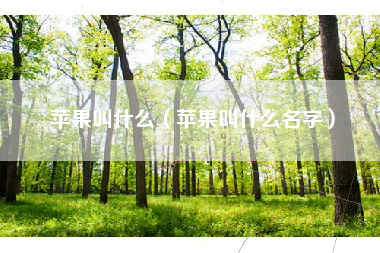 苹果叫什么（苹果叫什么名字）